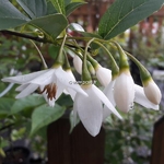 Styrax japonicus Emerald Pagoda (1)