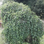 Styrax japonicus Pink Chimes Pendulus (1)