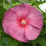 Hibiscus x moscheutos Fantasia (6)