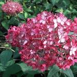 Hydrangea arborescens Ruby Annabelle