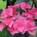 Hydrangea macrophylla Grasmucke (2)