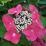 Hydrangea macrophylla Grasmucke (3)