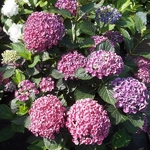 Hydrangea macrophylla Hopcorn (2)