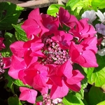 Hydrangea macrophylla Kardinal (1)