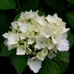 Hydrangea macrophylla Mme Emile Mouillère