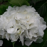 Hydrangea macrophylla Neuf (1)