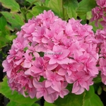 Hydrangea macrophylla Perfection (1)