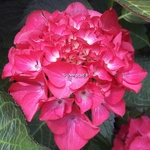 Hydrangea macrophylla Red Angel (6)