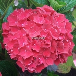 Hydrangea macrophylla Ruby Red (1)