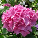 Hydrangea macrophylla Spike