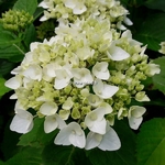 Hydrangea macrophylla The Bride (1)