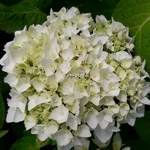 Hydrangea macrophylla The Bride (2)