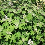 Hydrangea quercifolia Ice Crystal (1)