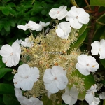 Hydrangea seemannii