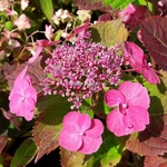 Hydrangea serrata Cotton Candy (2)