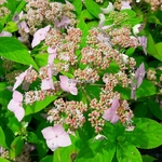 Hydrangea serrata Diadem (1)