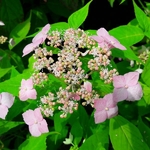 Hydrangea serrata Diadem (3)