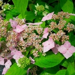 Hydrangea serrata Diadem (2)