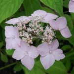 Hydrangea serrata Diadem (4)