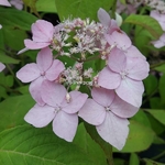 Hydrangea serrata Diadem (5)
