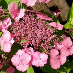 Hydrangea serrata Klaveren (1)