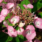 Hydrangea serrata Klaveren (3)