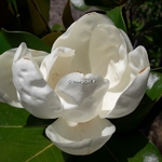 Magnolia grandiflora François Treyve (1)