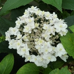 Hydrangea involucrata Mihara Kokonoe