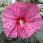 Hibiscus moscheutos Berry Awesome (2)