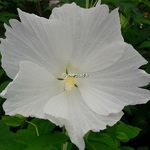 Hibiscus moscheutos Extreme Pure White