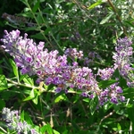 Buddleja alternifolia Unique