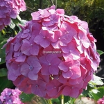 Hydrangea macrophylla Deutschland