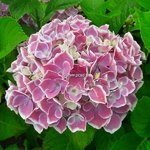 Hydrangea macrophylla Tandem (2)