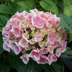 Hydrangea macrophylla Tandem (3)