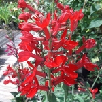 Lobelia Queen Victoria (2)