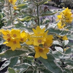 Lysimachia Alexander (2)