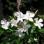 Nerium oleander Album
