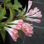 Weigela All Summer Peach (2)