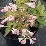 Weigela All Summer Peach (4)