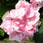 Hydrangea macrophylla La Vie en Rose (1)