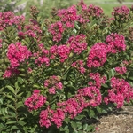 Lagerstroemia indica Raspberry All the Best