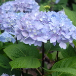 Hydrangea macrophylla Ebony (3)