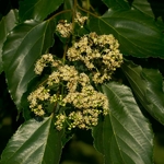Hovenia dulcis (1)