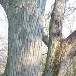 Hovenia dulcis (3)