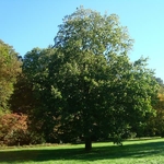 Hovenia dulcis (2)