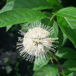 Cephalanthus occidentalis Sugar Shack (1)