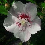 Hibiscus syriacus Pinky Spot
