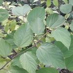 Hovenia dulcis