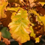 Quercus bicolor (4)