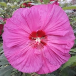 Hibiscus moscheutos Berry Awesome